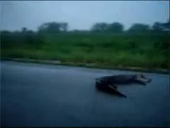 Alligator on the road - Cajun roadkill
