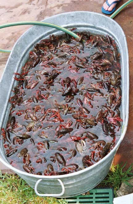 Purge des écrevisses dans une cuve