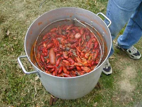 Écrevisses bouillies étalées sur du papier journal, prêtes à manger