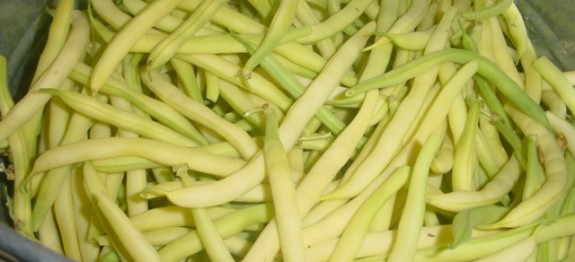 Yellow Beans